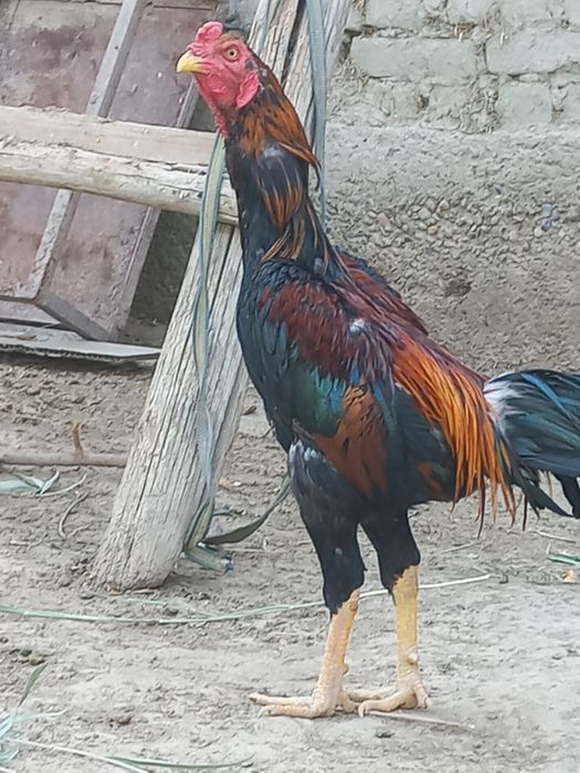 Срочно соғлом сотувда