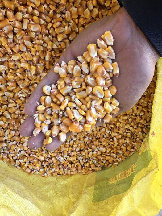 MAKKАJO‘XORI doni sotiladi