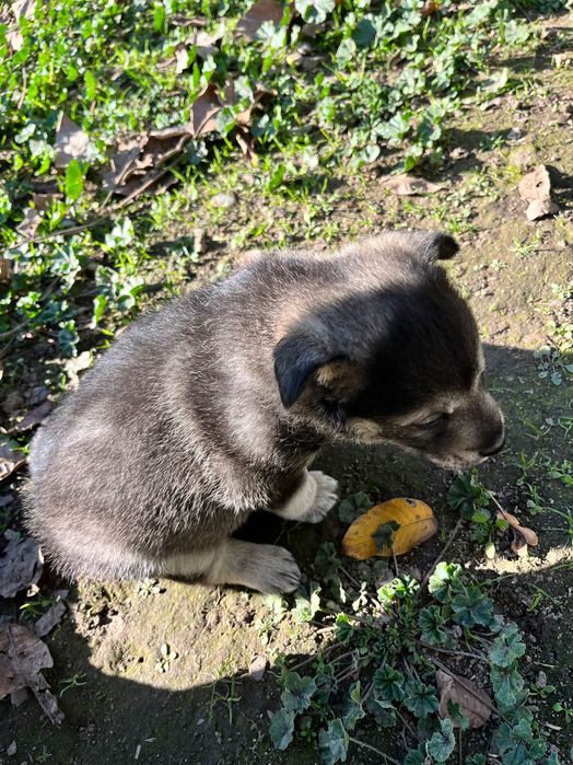 Подарявам три малки кученца на 1 месец