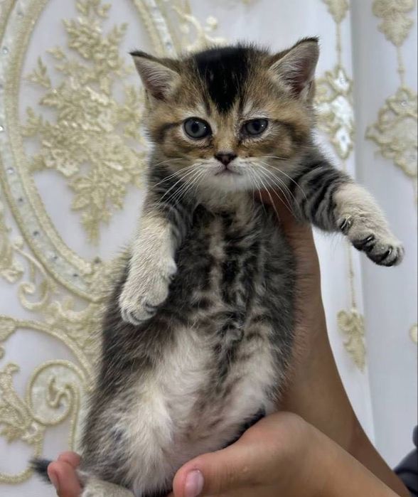 Mushukchalar sotiladi