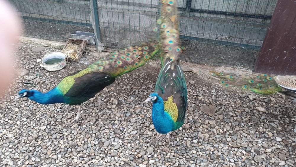 Pauni Uneri Negri; Pauni Standard; Pauni Arlechin