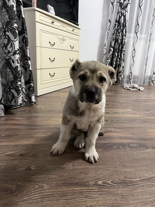 Ciobanesc asia centrala