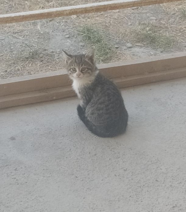 Котята (мушукча)