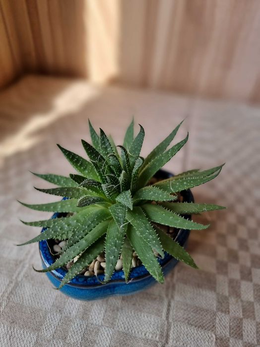 Продам алоэ остистое в керамическом горшке