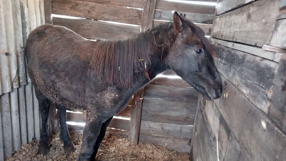 Срочно  Продам лошадь.