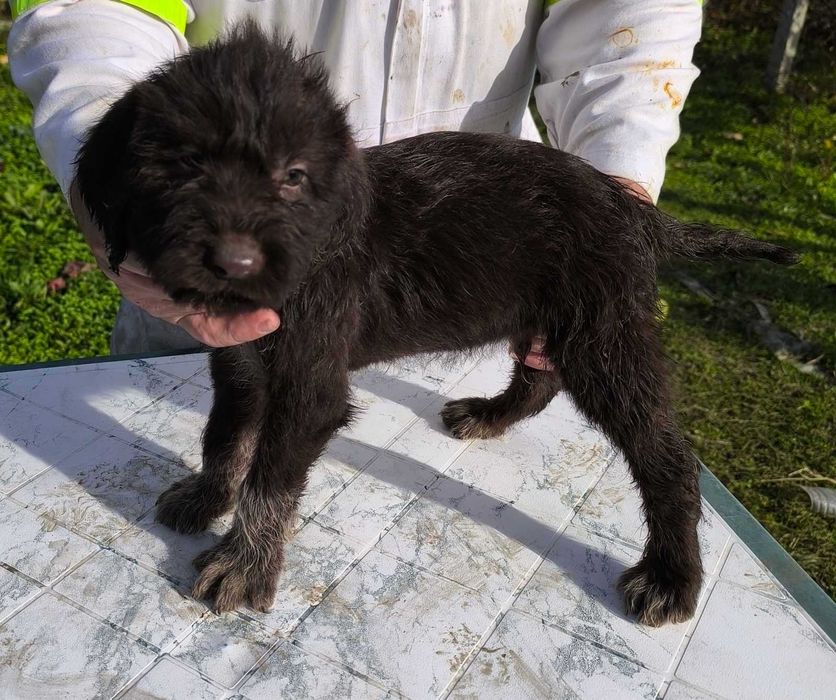 Продавам 5 дратхарчета-4 мъжки и 1 женско.