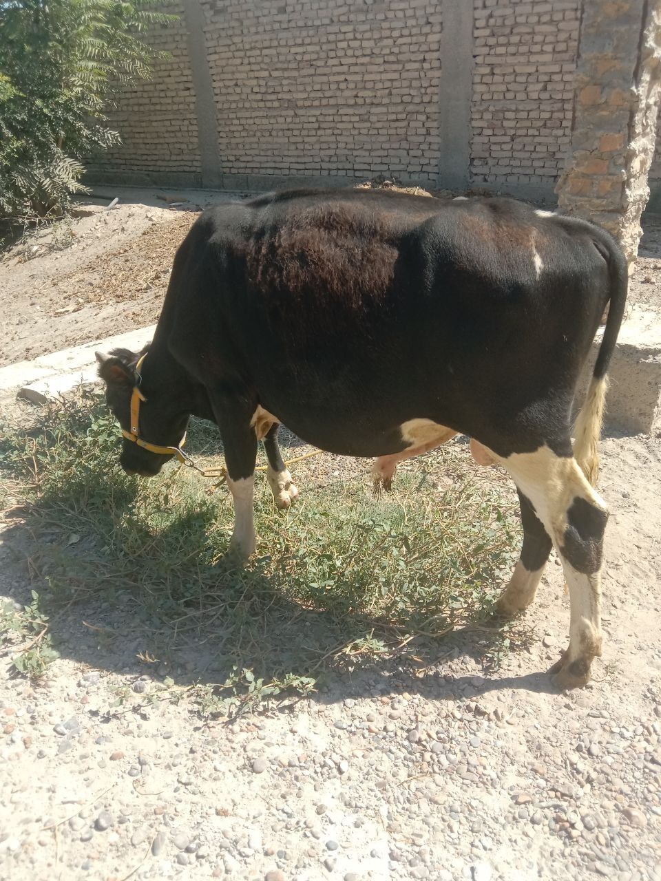 Buqacha sotiladi soglom
