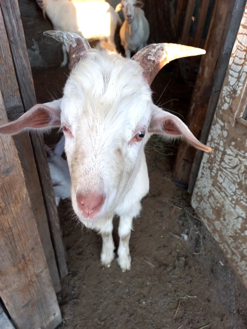 Продам козу доенную
