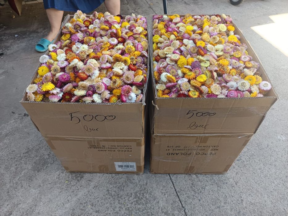 Flori de pai , imortele,helicrisum 2025