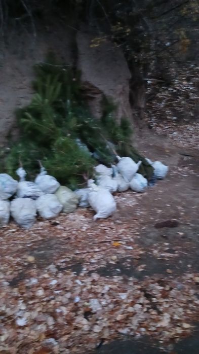 крим арча кучатлари сотилади