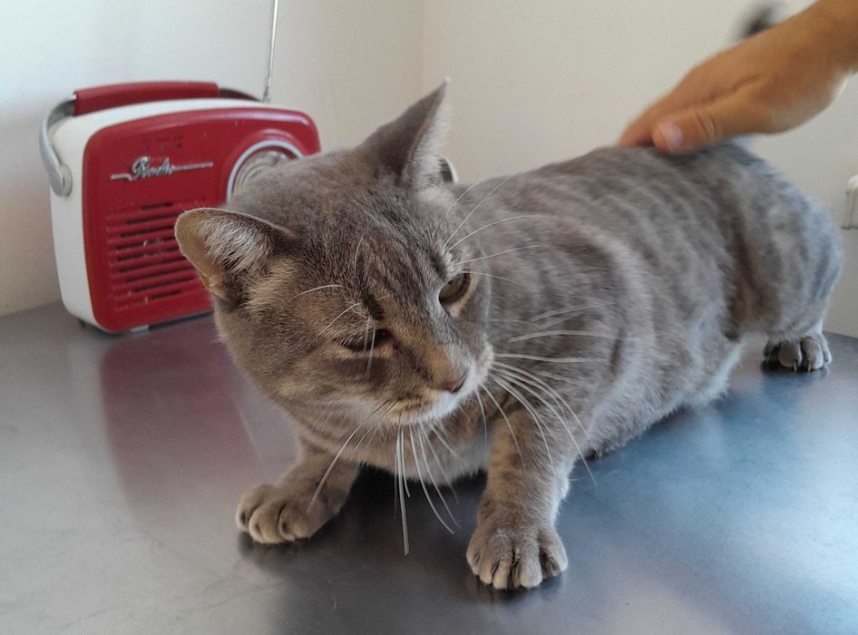 Adoptie pisica gri castrata Leea