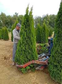 Plante ornamentale la prețuri de producător :
- tuia smaragd ( 1,2m -