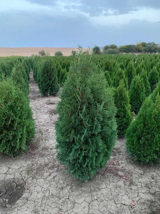 Западна туя Фастигиата