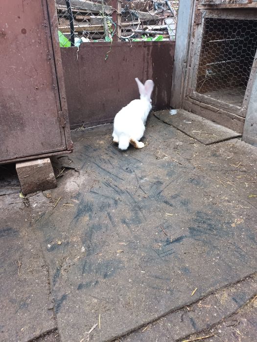 Vînd sau schimb cu găini iepuri