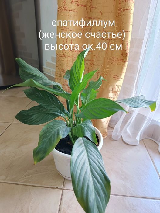 Спатифиллум (женское счастье) комнатный цветок