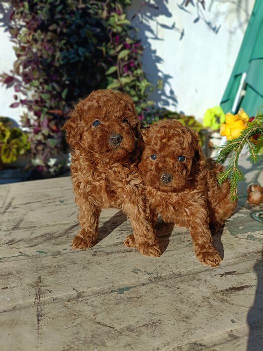 Той пудел(червен)