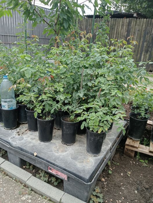 Butași de trandafiri de dulceață la ghiveci