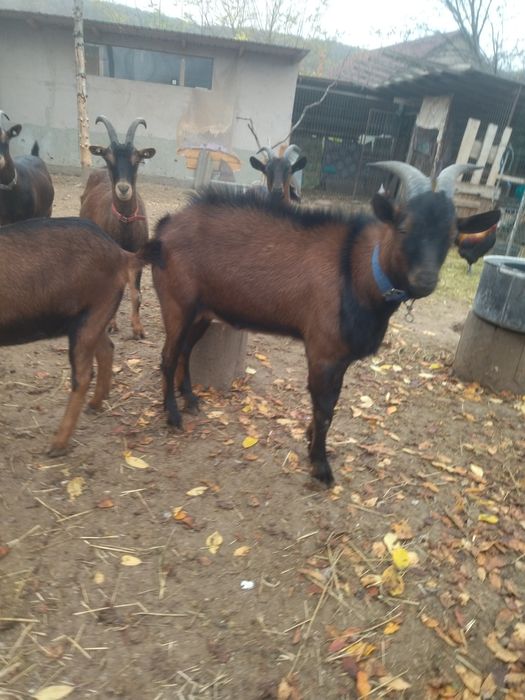 Vând țap alpin francez original