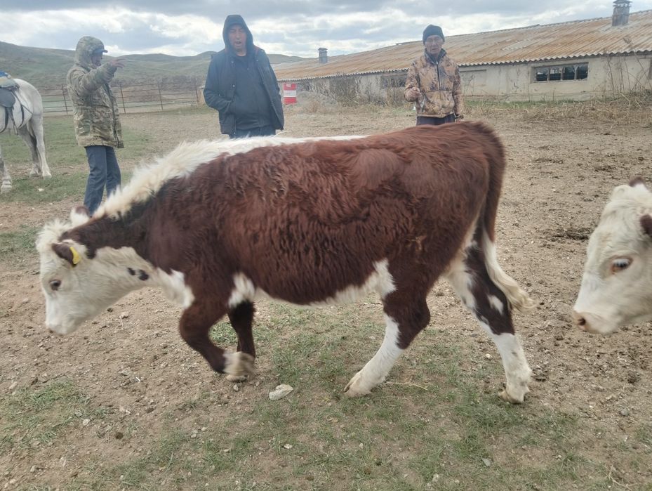 Соғымға подсос сатылады