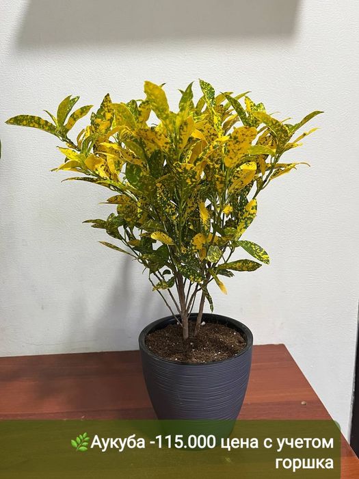 Аглаонема, Аукуба, Диффинбахия, Папоротник и др