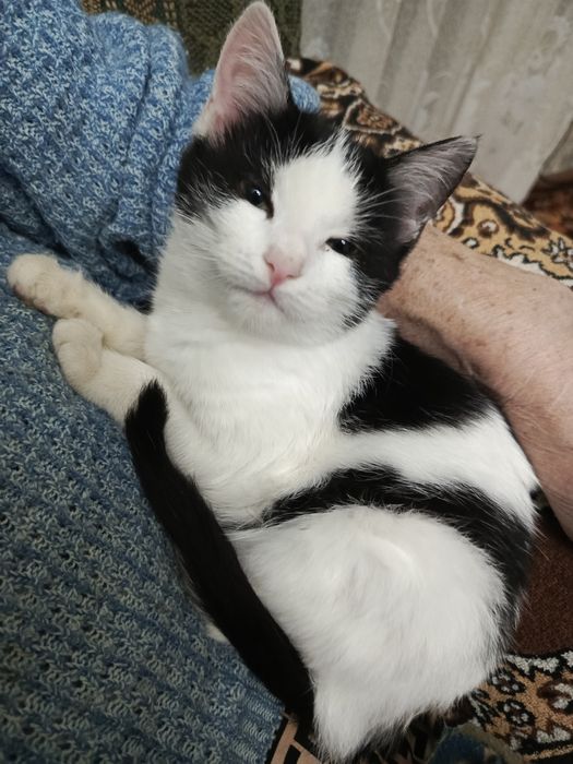 отдам в добрые руки