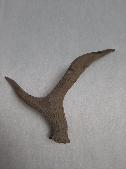 Продаются натуральные рога в хорошем состоянии