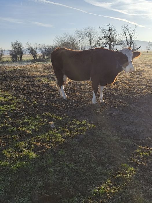 Vacă de vânzare  m