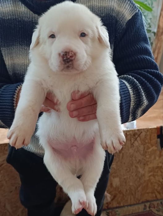 Продаются щенки азиатского Алабая