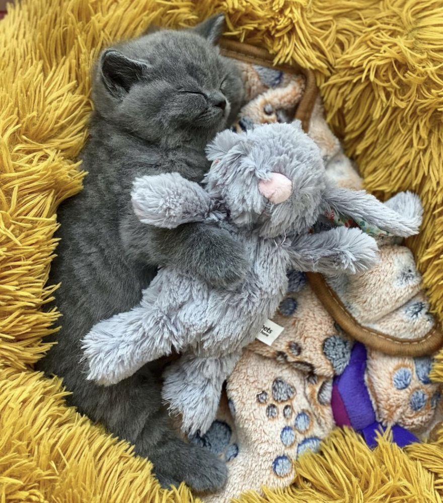 British shorthair BLUE