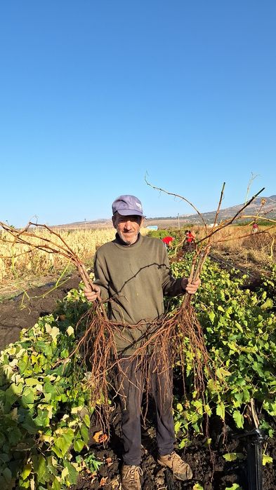 Butași Viță De Vie Certificați