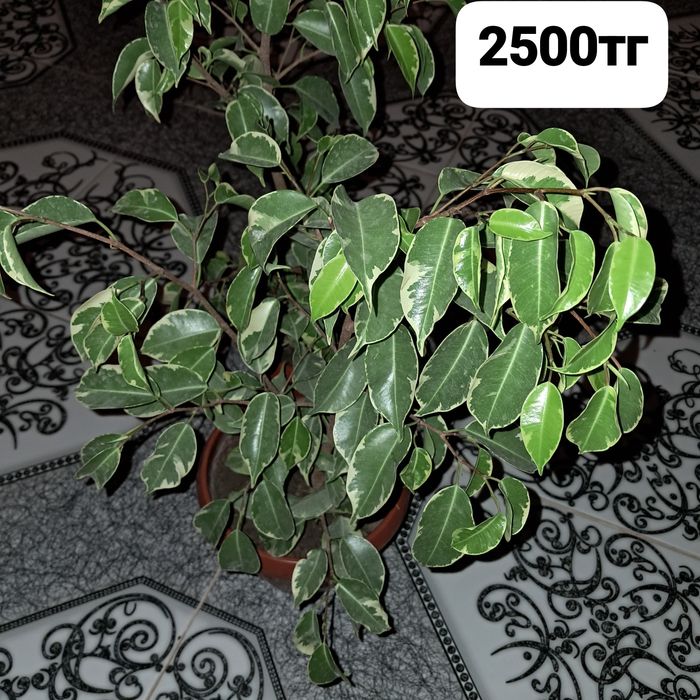 Домашние цветы Мырзакент