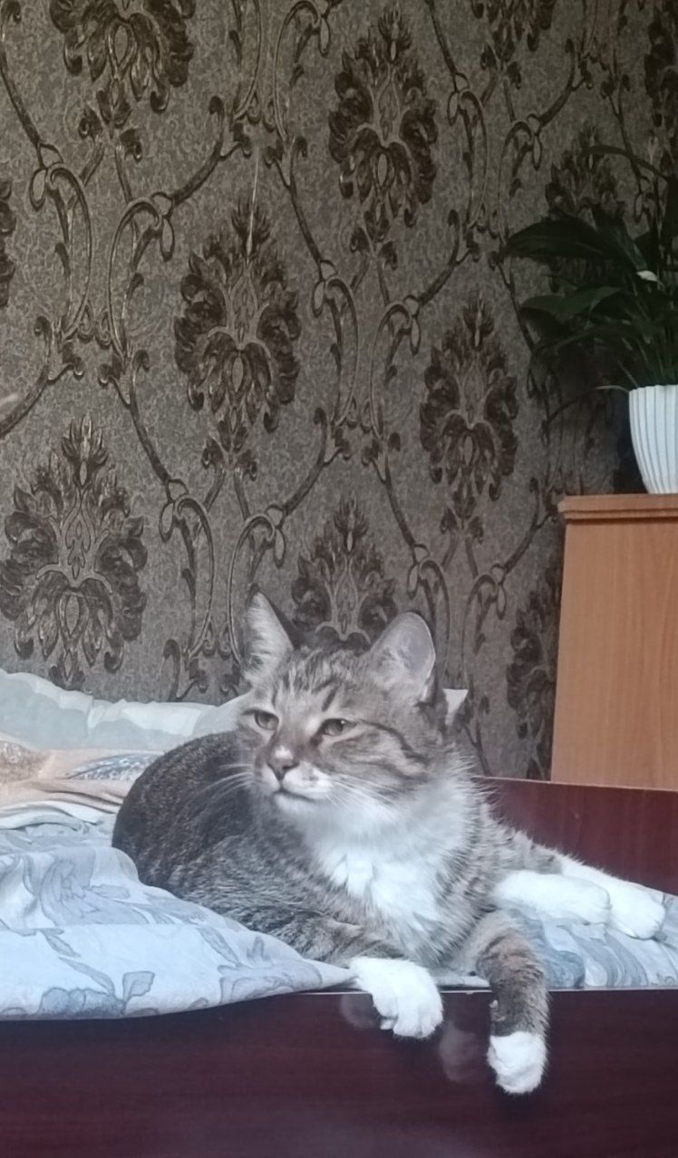 Стерилизованный кот