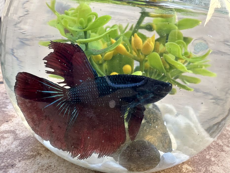 Рыбка петушок декоративные