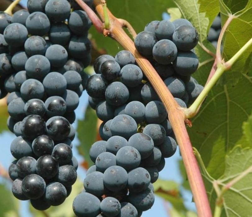 Vita de Vie Soiuri De Masa (Negri )