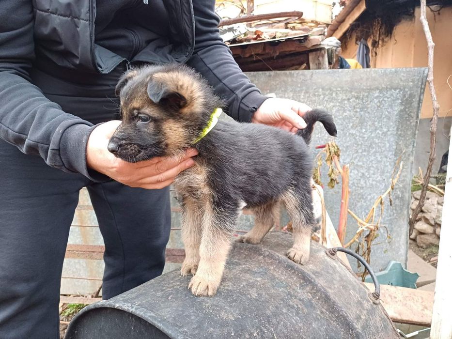 малко куче Немска овчарка