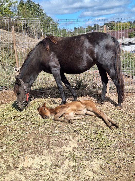 Vand iapa cu varsta de 3 ani cu manz