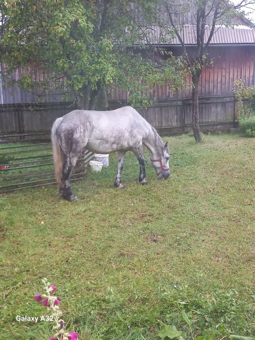Vand sau schimb cu auto sau vitei armasar de 3 ani ,cai si iepe