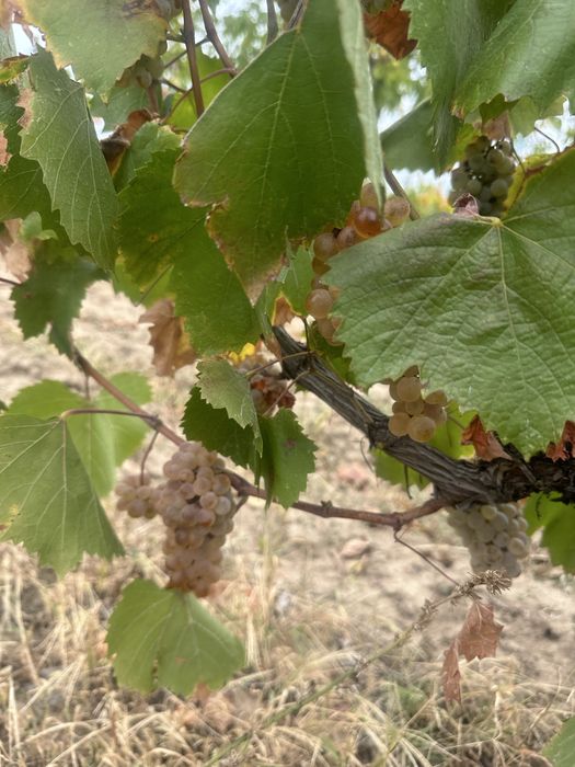 Struguri de vin productie 2025!!