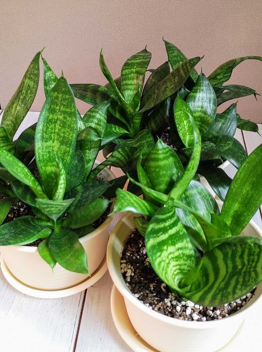 Сансевиерии Алматы