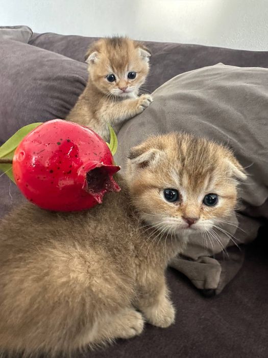 Залотая шиншила 25 акрас