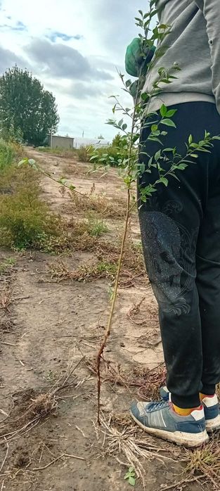 Puieți de ulm, stejar,lemn cainesc,salcioara,frasin