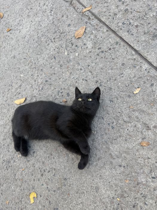 Отдаем котенка в добрые ручки