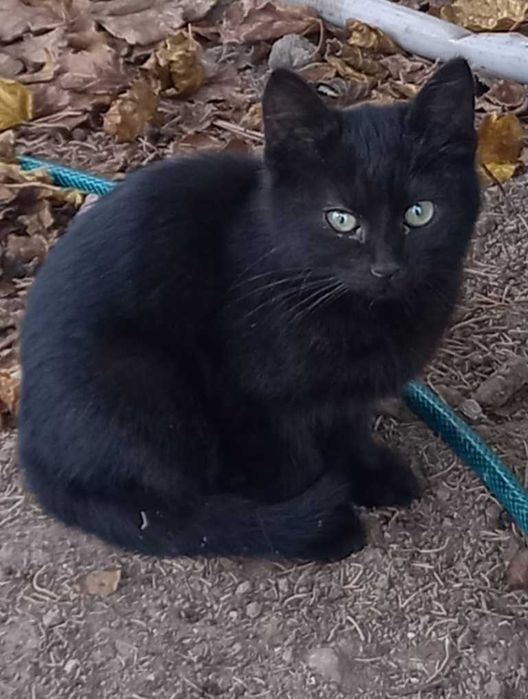 Подарявам котенце