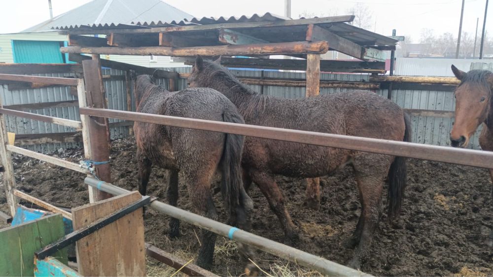 Продам согым целиком или по частям