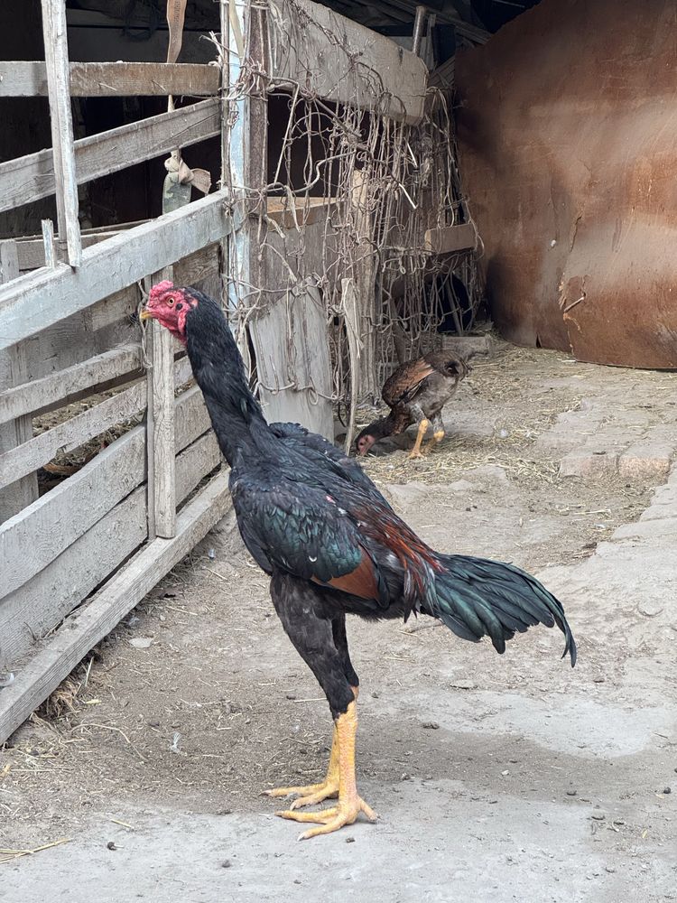 Dakang toza shamo zotiga javob