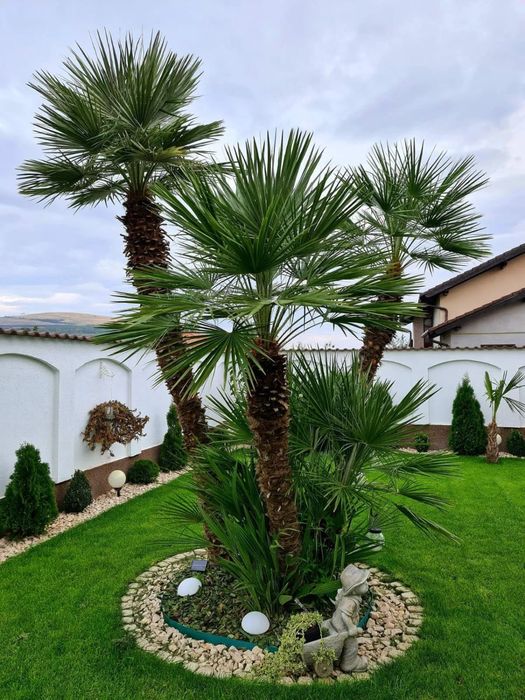 Decorăm grădini cu plante si gazon