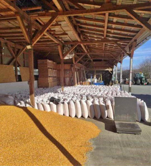 Vand porumb uscat gata pus in saci cu transport la domiciliu