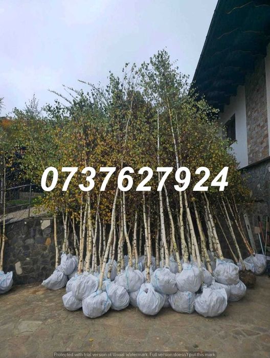 Mesteacăn, Tei, Carpen | Transport Asigurat Personal