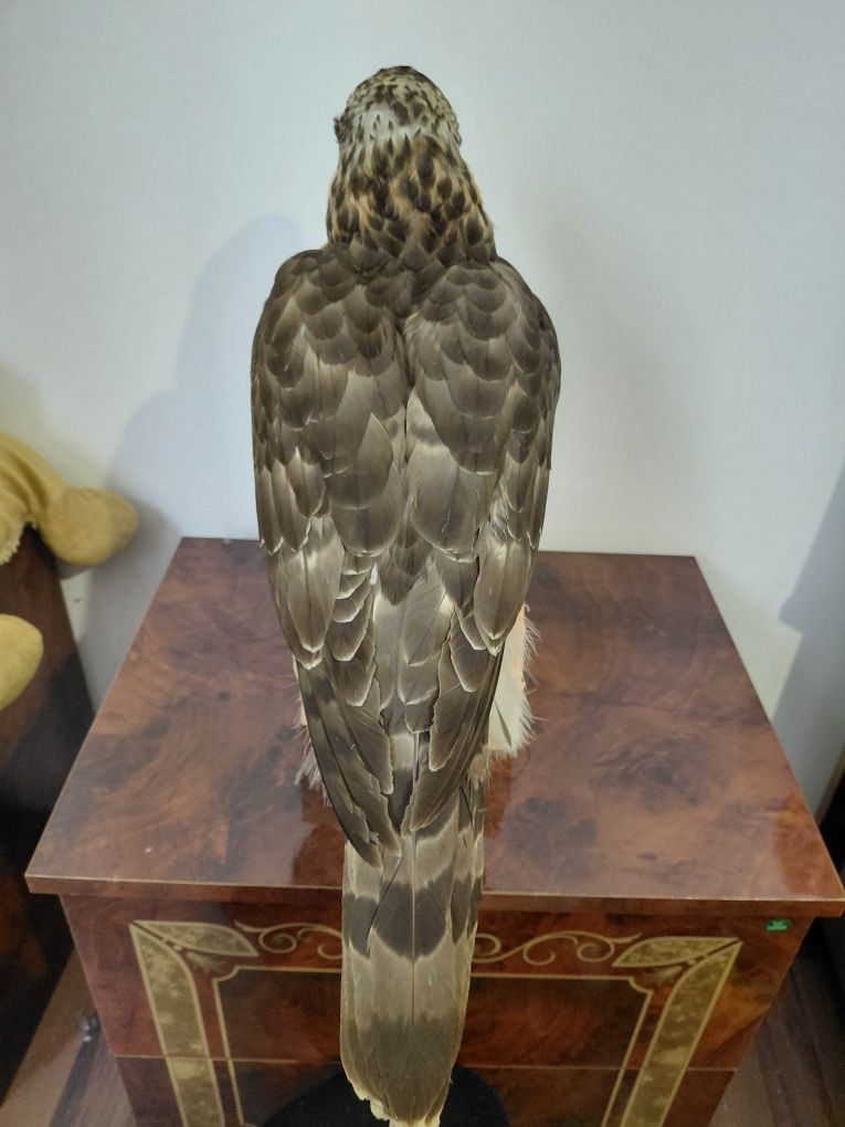 Uliu impaiat, taxidermie