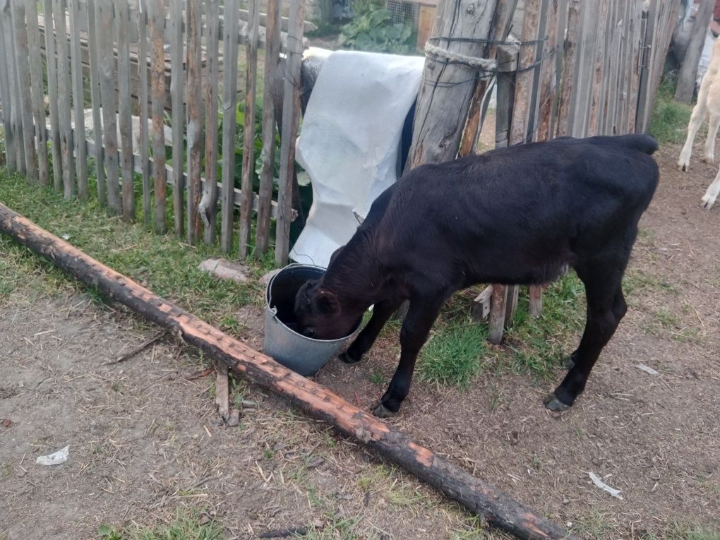 Продам теляти 1 бычок , 3 тёлочку
